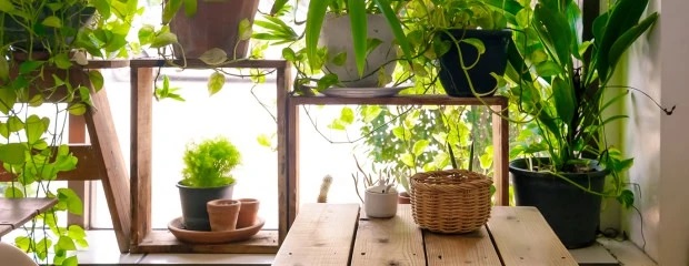 Few Potted Plants for Stress-free Work Environment